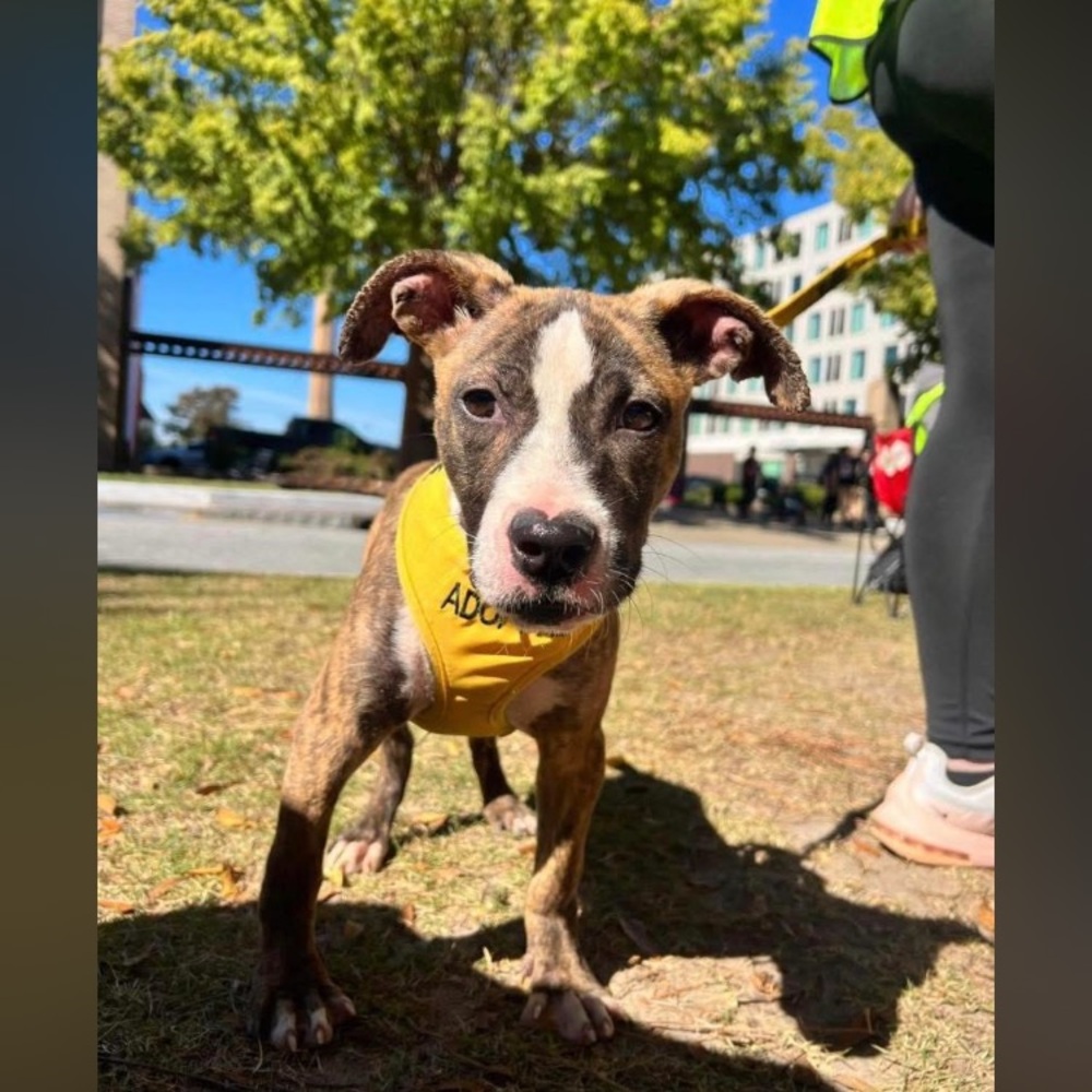 Animal Rescue/ Host - Picture 6 of 12